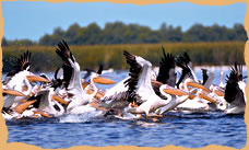 White Pelicans